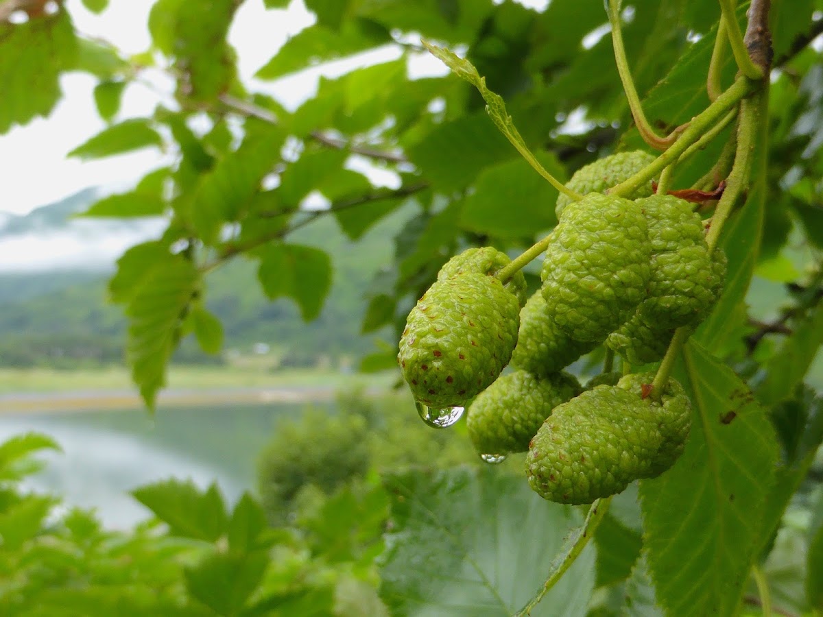 Sitka Alder