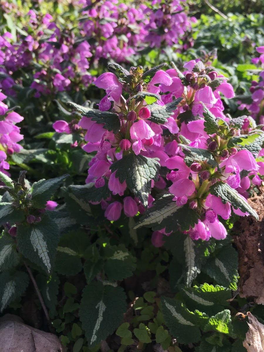 Spotted Dead Nettle