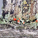 British soldier lichen