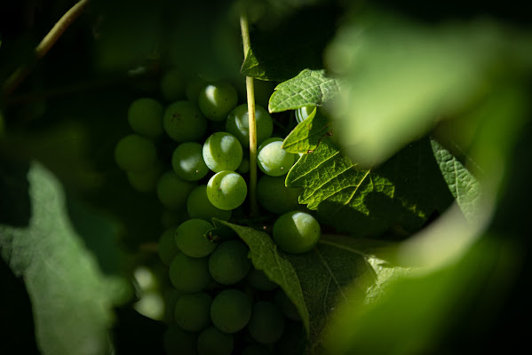 Verde vite di giampieropetrone