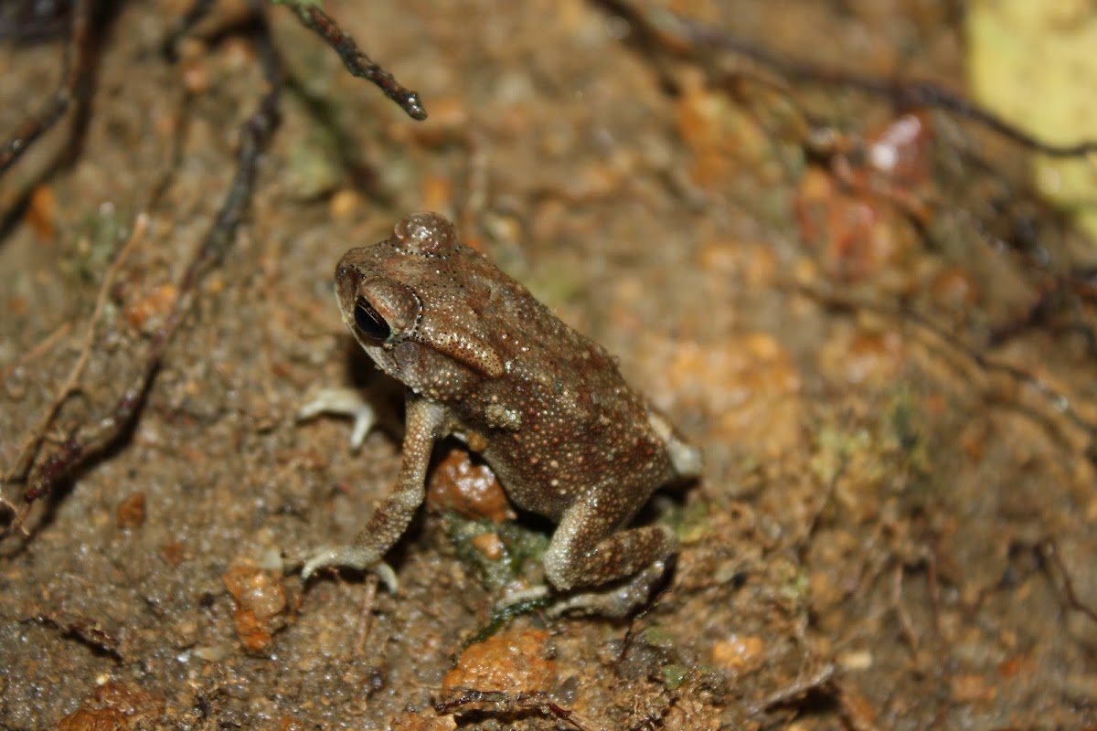 Asian Common Toad