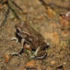 Asian Common Toad