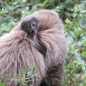 Black-fronted titi