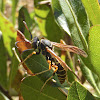 Northern Paper Wasp