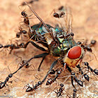 Latrine Blowfly