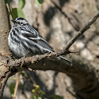 Black and White Warbler