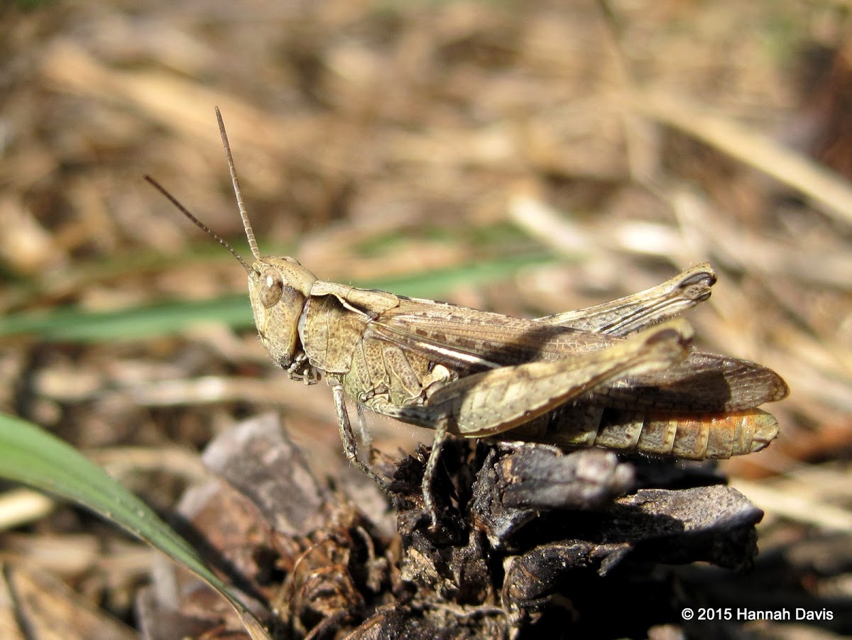 Field grasshopper
