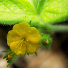 Agrimony