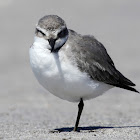 Wrybill