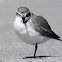 Wrybill