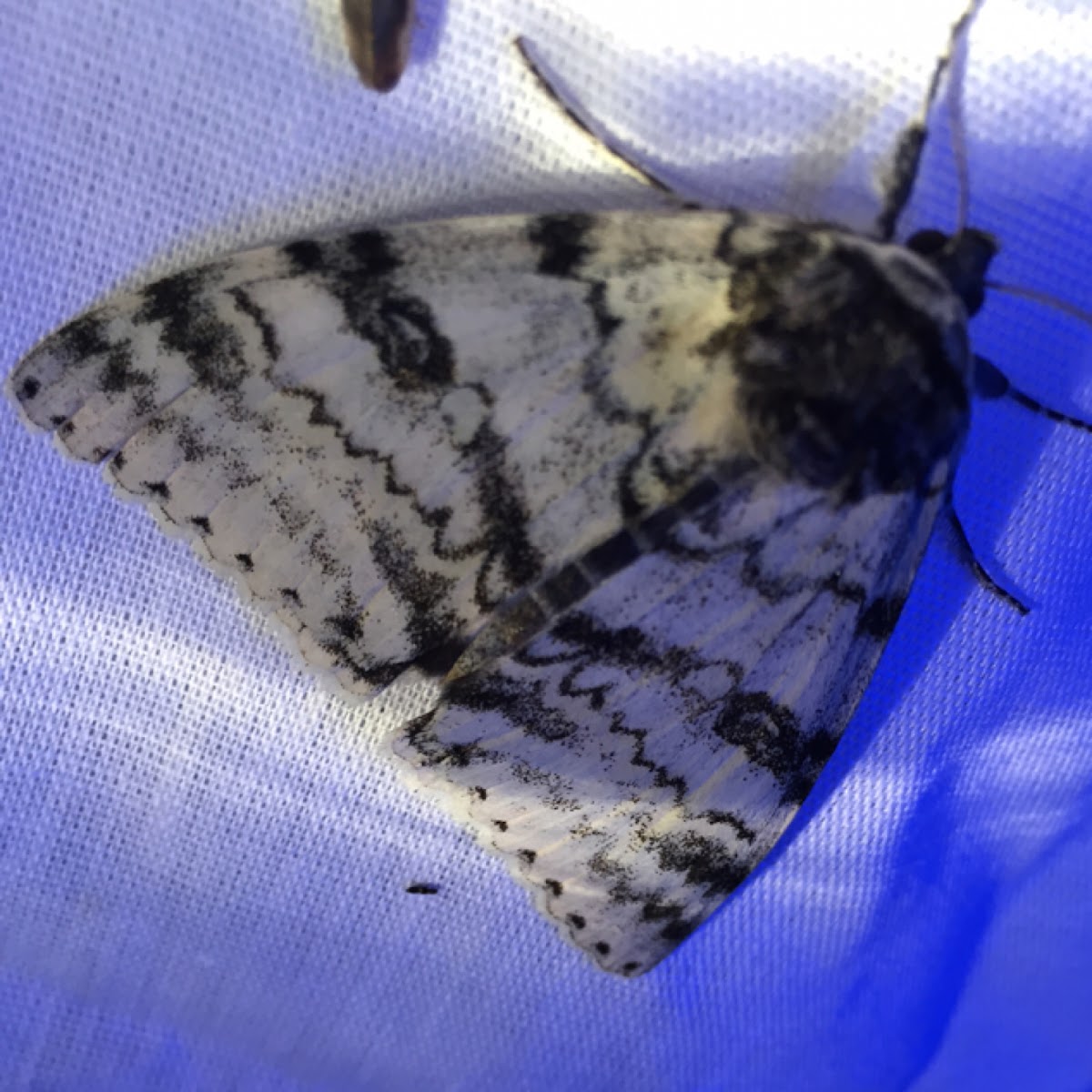 White Underwing Moth