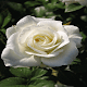 Download Dewy White Rose LWP For PC Windows and Mac 2