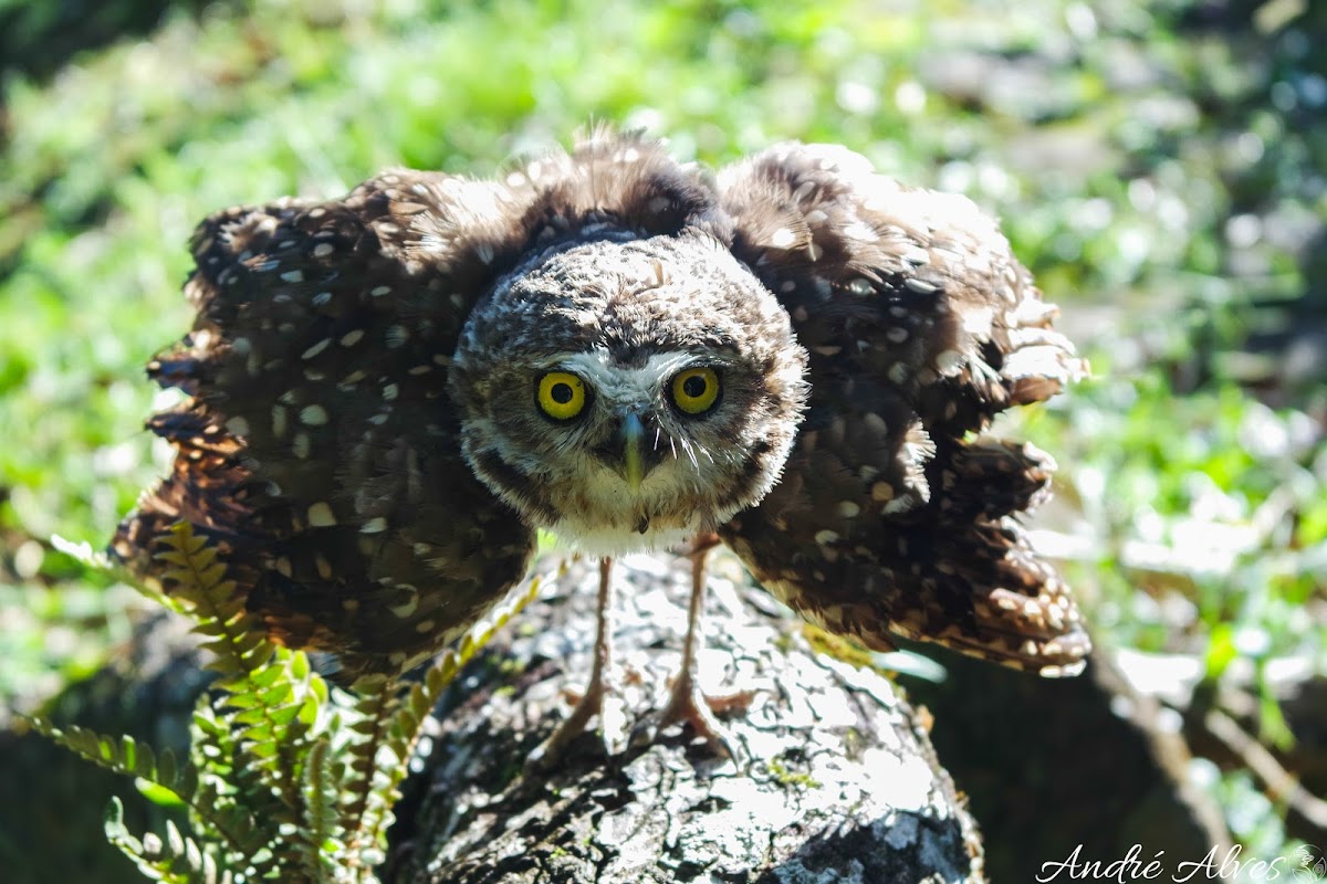 Coruja-buraqueira / Burrowing owl