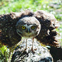 Coruja-buraqueira / Burrowing owl