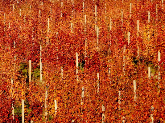 le vigne del barolo di provenza