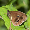 Ringlet butterfly