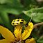 Spotted cucumber beetle