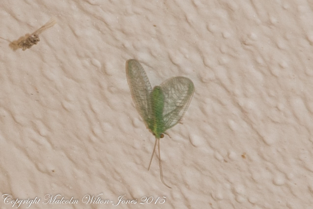 Green Lacewing