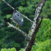 Green Heron