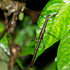 Stick insect