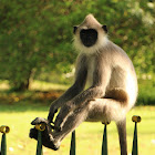 Tufted Gray Langur - හැලි වදුරා