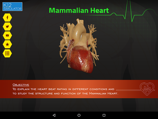 Mammalian Heart