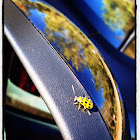 Spotted Cucumber Beetle