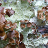 Ragged Lichen