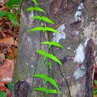 Climbing Vine