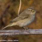 Chiffchaff