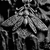 miniatures image - 7