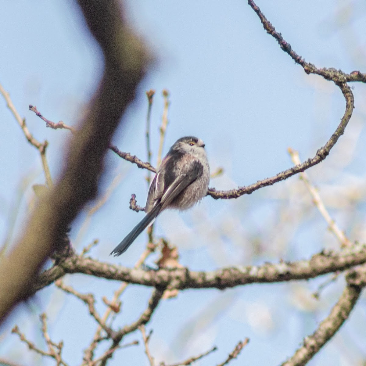 Long-tailed tit