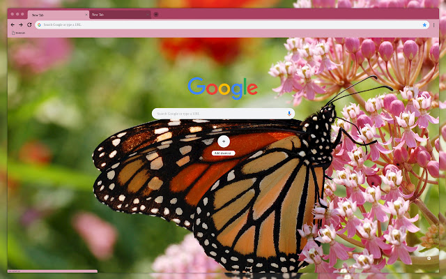 Largest butterfly chrome extension