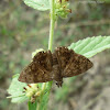 Morning Glory Tufted-Skipper