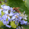 Hornet Mimic Hoverfly