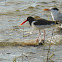 American Oystercatcher