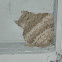 Red-rumped swallow nest (Μιλτοχελίδονο)