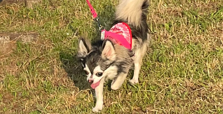 フェアレディZのz34ニスモ・フェアレディZ34・愛犬と散歩・夕日と愛車に関するカスタム事例の投稿画像3枚目