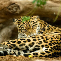 Leopardo in Relax Time di 