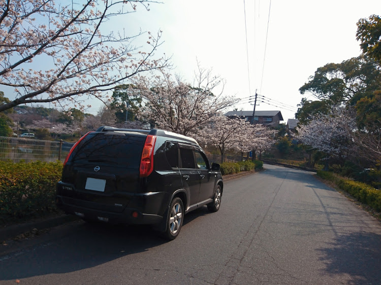 エクストレイルの日産・エクストレイルT31・お花見・サクラ・サクラコラボに関するカスタム事例の投稿画像2枚目