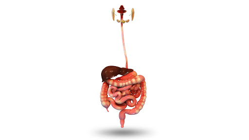 Human Digestive System 3D