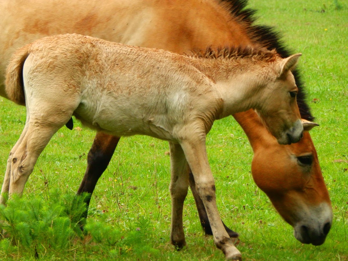 Przewalski's horse