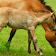 Przewalski's horse