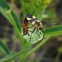 Large milkweed bug