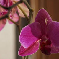 ORCHIDEA SELVAGGIA.. di 