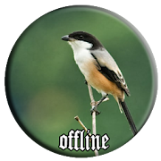 Master Kicauan Cendet Gacor Offline 1.0 Icon