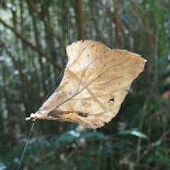 石水坊花園咖啡