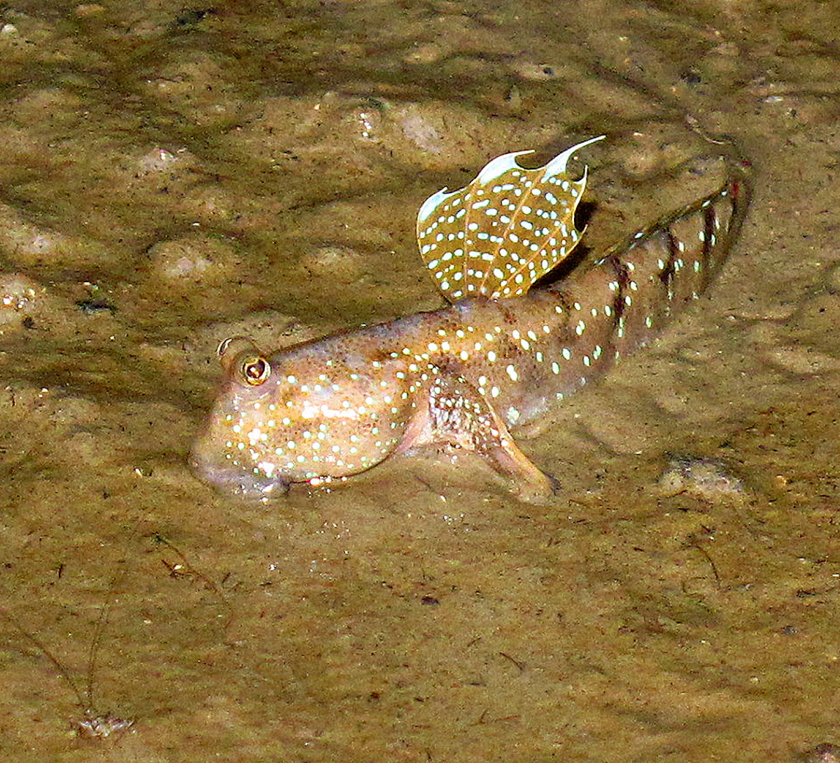 Blue-spotted Mudskipper