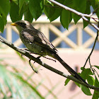 Yellow-billed shrike