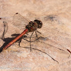 Southern Darter